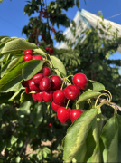  <strong>百果园合做的供使用专业的采后处置手艺</strong>